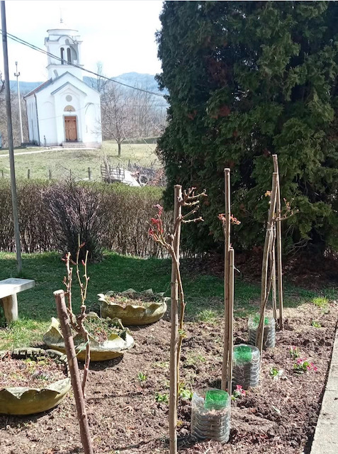 Руже које улепшавају нашу школу